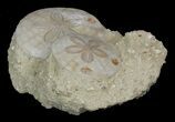 Beautiful Fossil Sand Dollar (Amphiope) Pair - France #41368-1